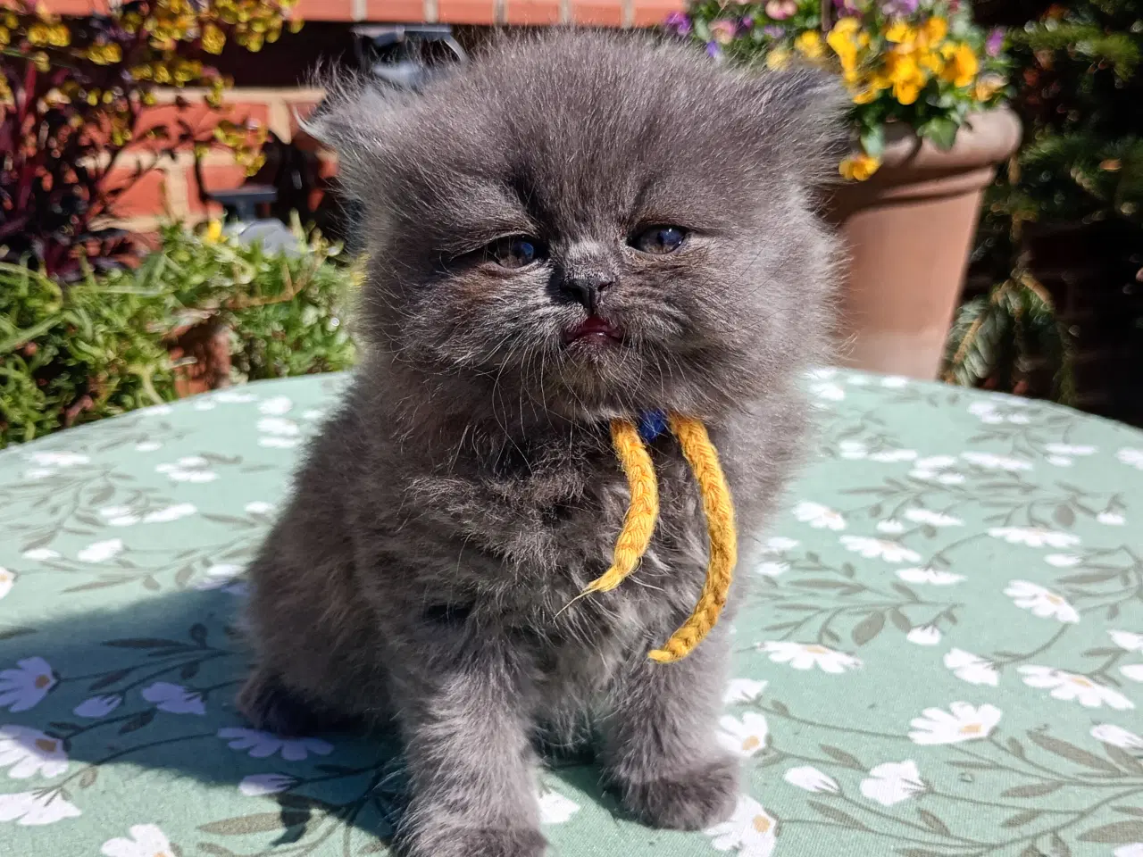 Billede 5 - British Longhair dreng