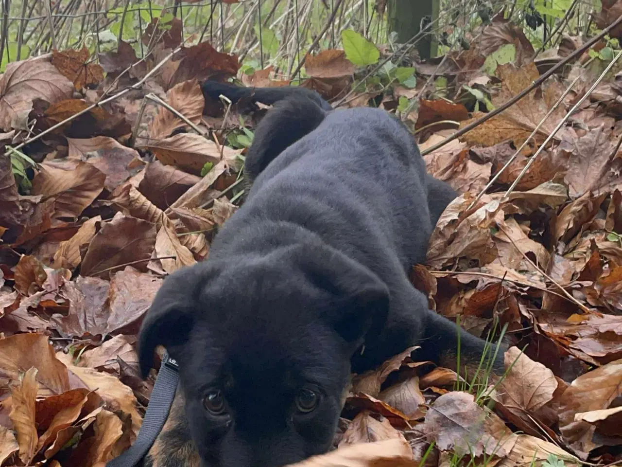 Billede 8 - Rottweiler / schæfer blanding