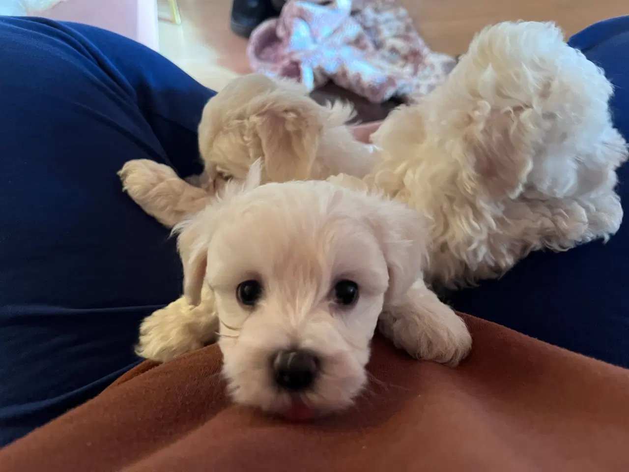 Billede 1 - Havachon hvalpe 🐶