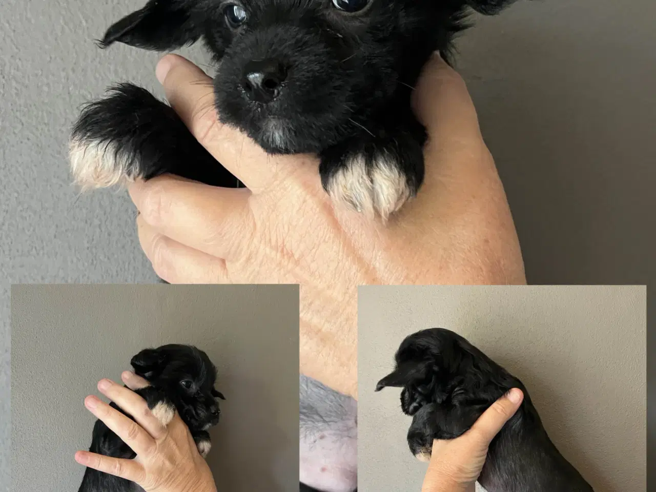 Billede 1 - Hvalpe, Chinese Crested