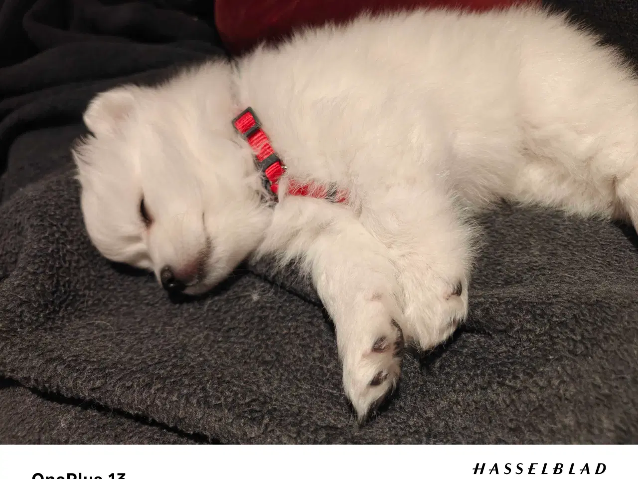 Billede 3 - Japansk spids hvalpe 🥰