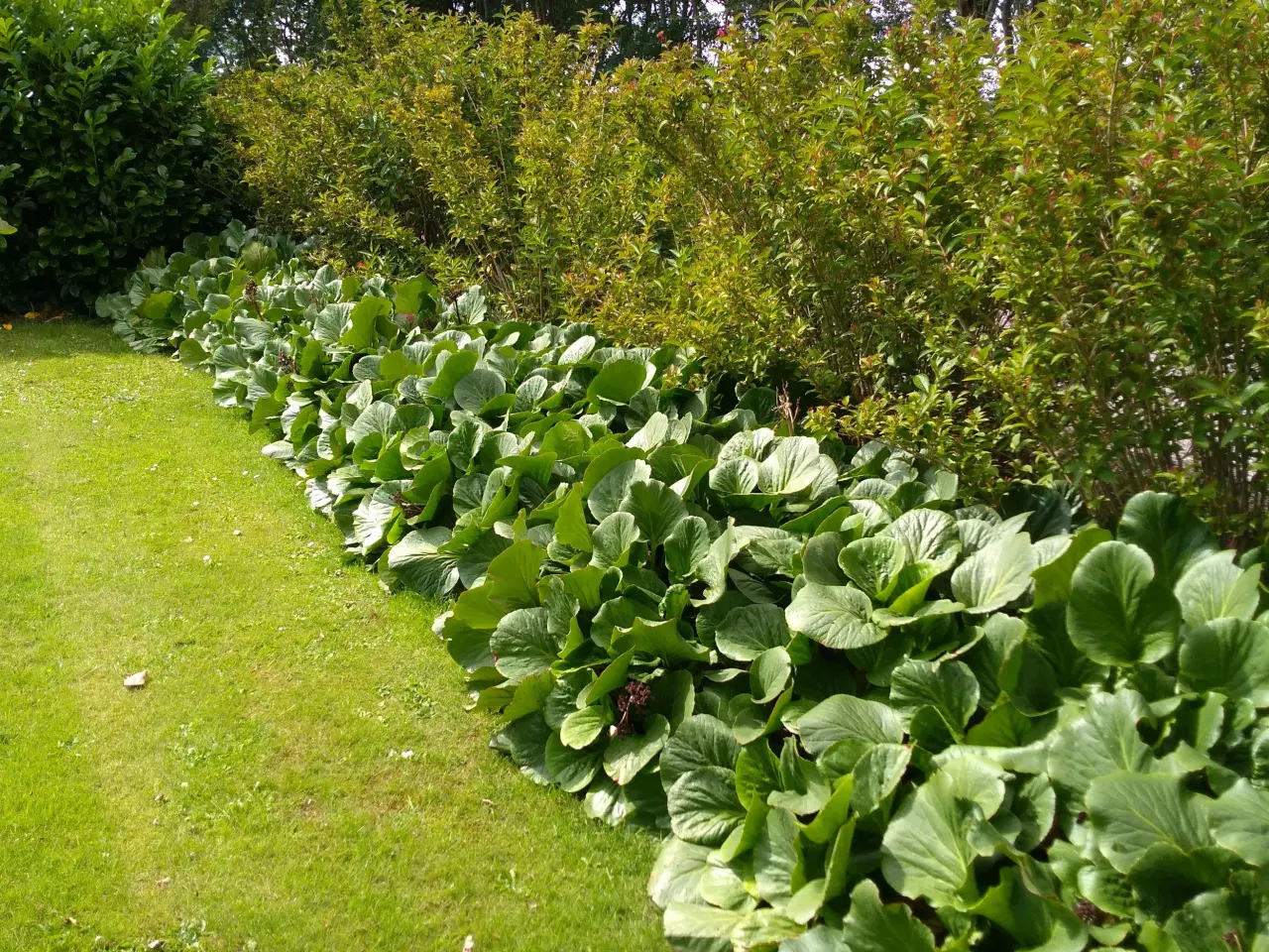 Billede 1 - Stenbræk