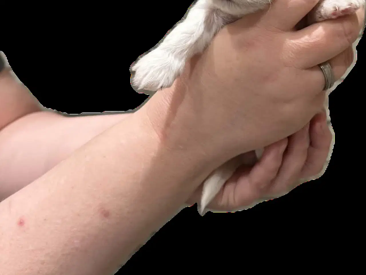 Billede 1 - Bichon Havanais/Coton De Tulear