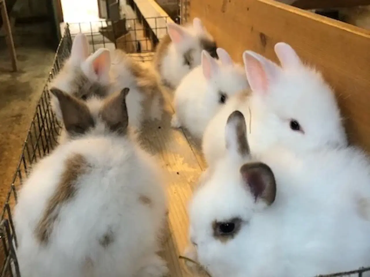 Billede 3 - dværgKaninunger