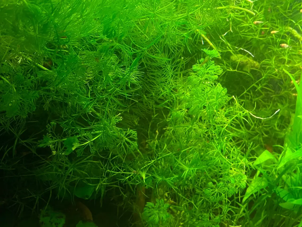 Billede 2 - Akvarie planter 1 pose fra 45 kr