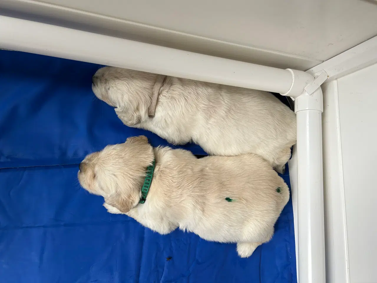 Billede 5 - Golden Retriver hvalpe