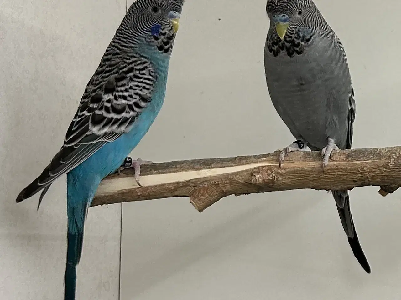 Billede 4 - Blackface og Blackwing 