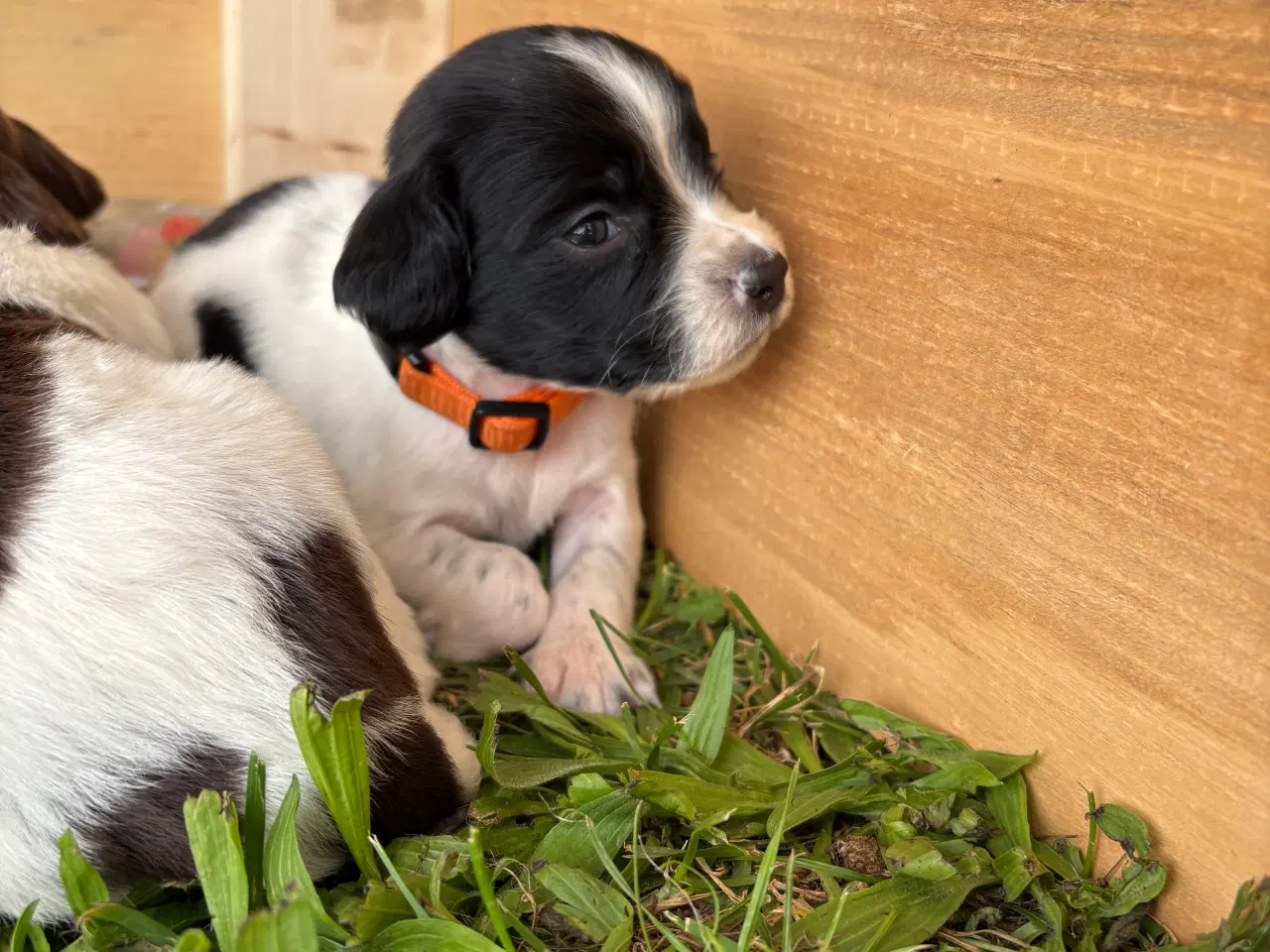 Billede 14 - FT Springer Spaniel med stamtavle 
