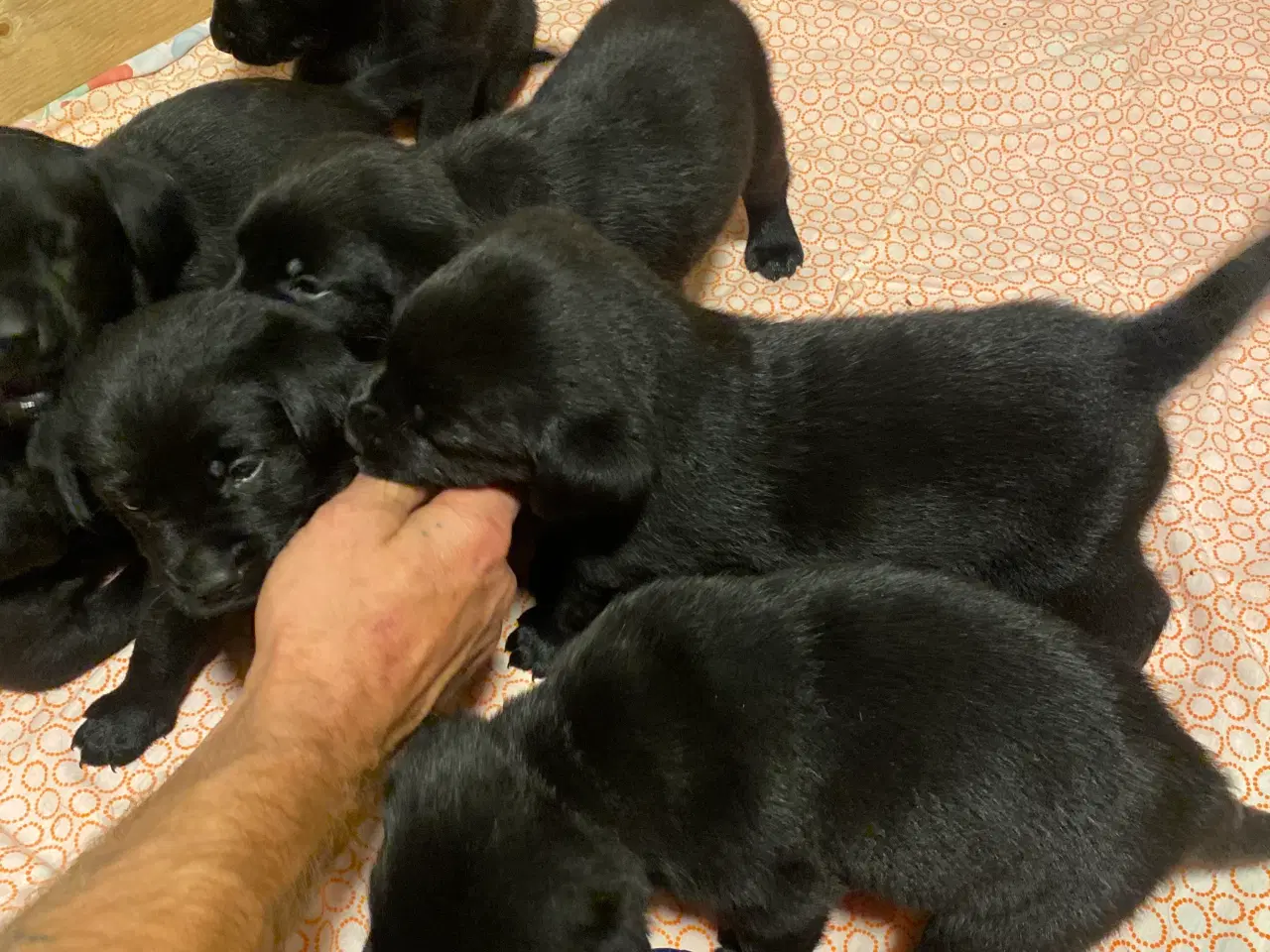 Billede 1 - De dejligste labrador/Golden Retriever hvalpe