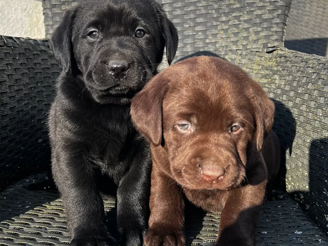 Billede 5 - Flotte labrador hvalpe