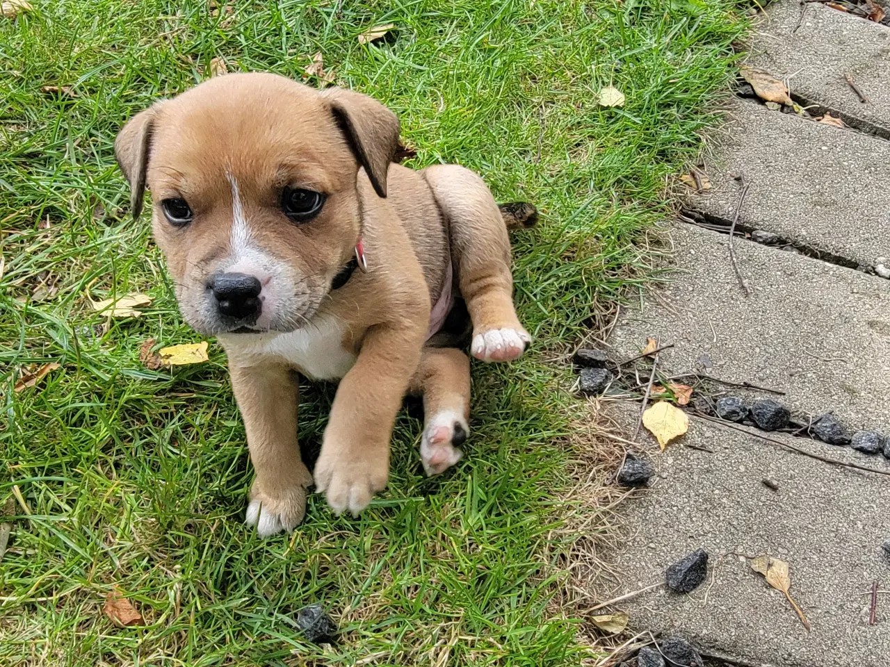 Billede 2 - Staffordshire Bull Terrier hvalpe