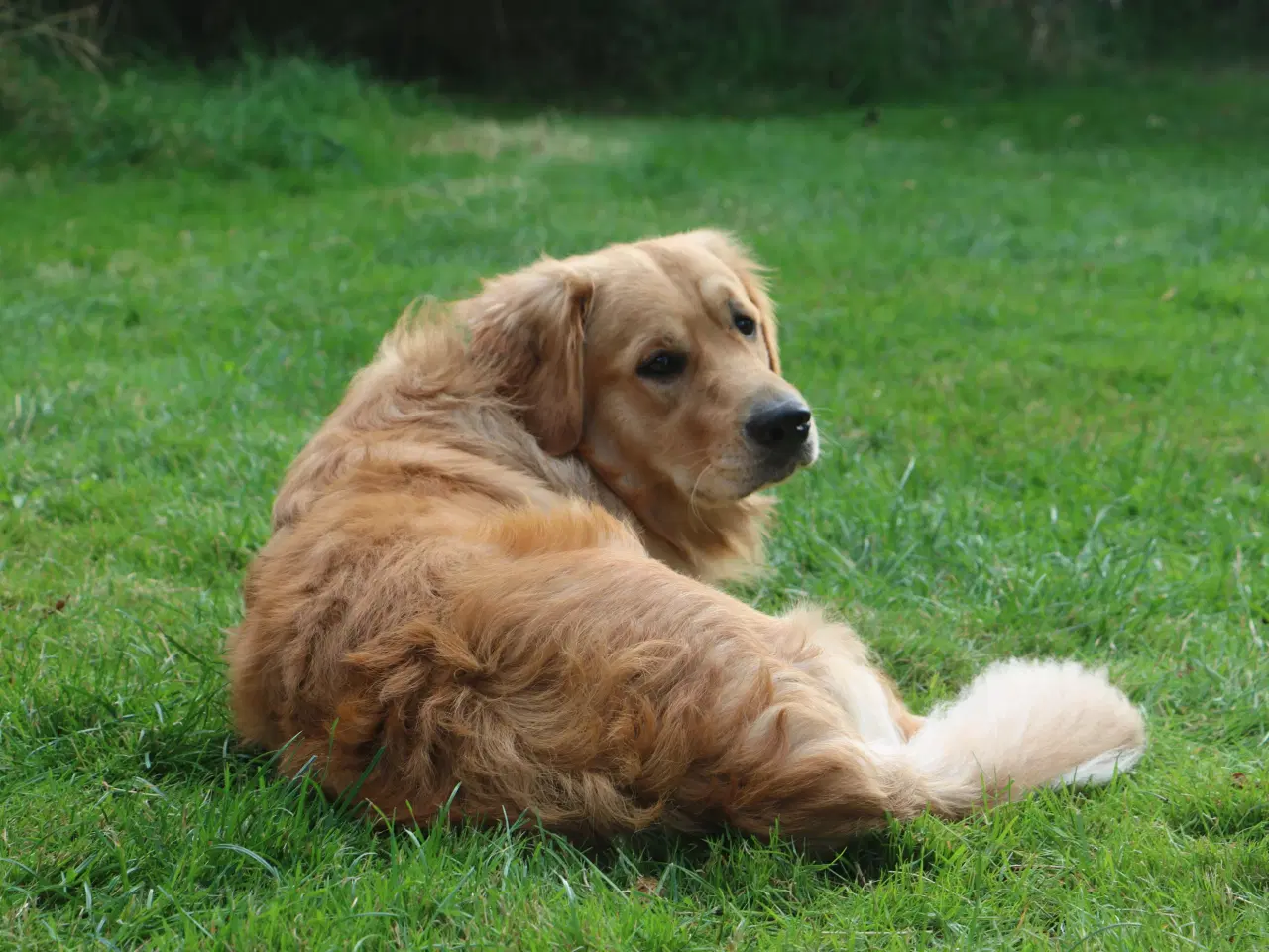 Billede 7 - Golden Retriever tilbydes til parring - Nyheder !