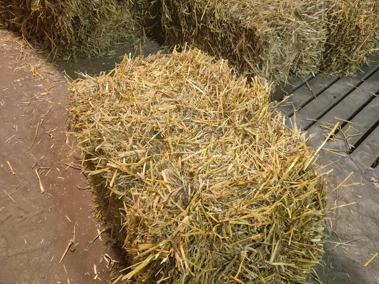 Billede 2 - Vår byg halm - Småballer