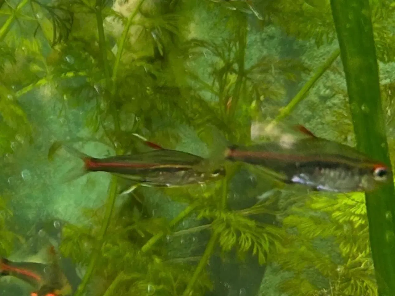 Billede 3 - 🐠 Glødelys Tetra – flotte, sunde stimefisk ✨