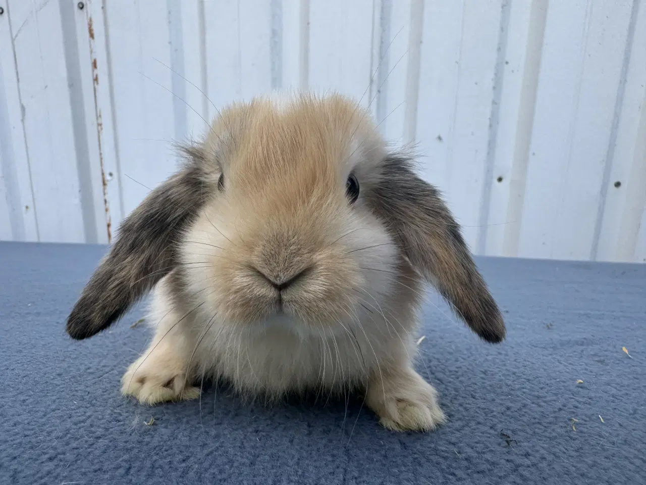 Billede 4 - Dværgvædder/Mini lop hunkanin