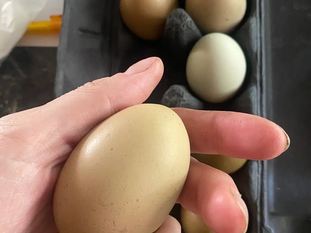 Billede 1 - Daggamle kyllinger 