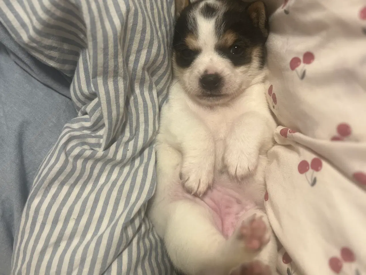 Billede 4 - Lille blandings hvalp pige 