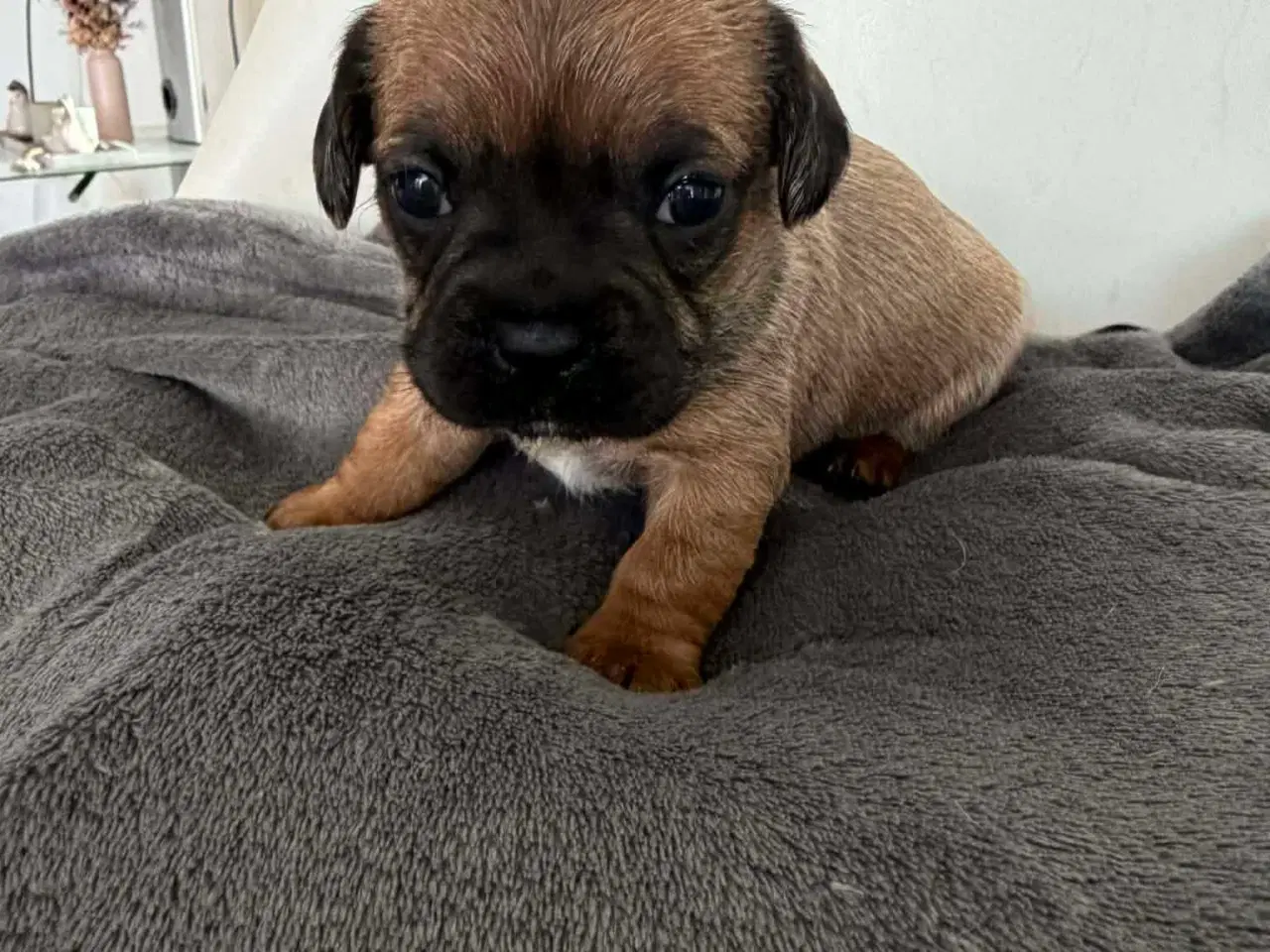 Billede 9 - Mops bl gravhund beagle bomuld