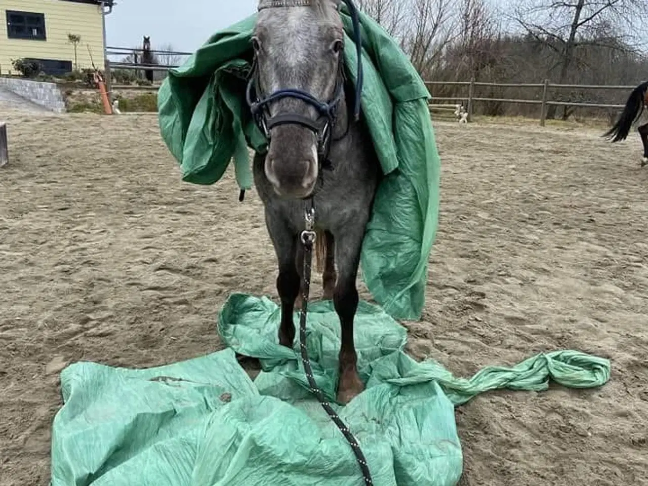 Billede 3 - F1 kåret knapstrupper kat 1 pony hoppe