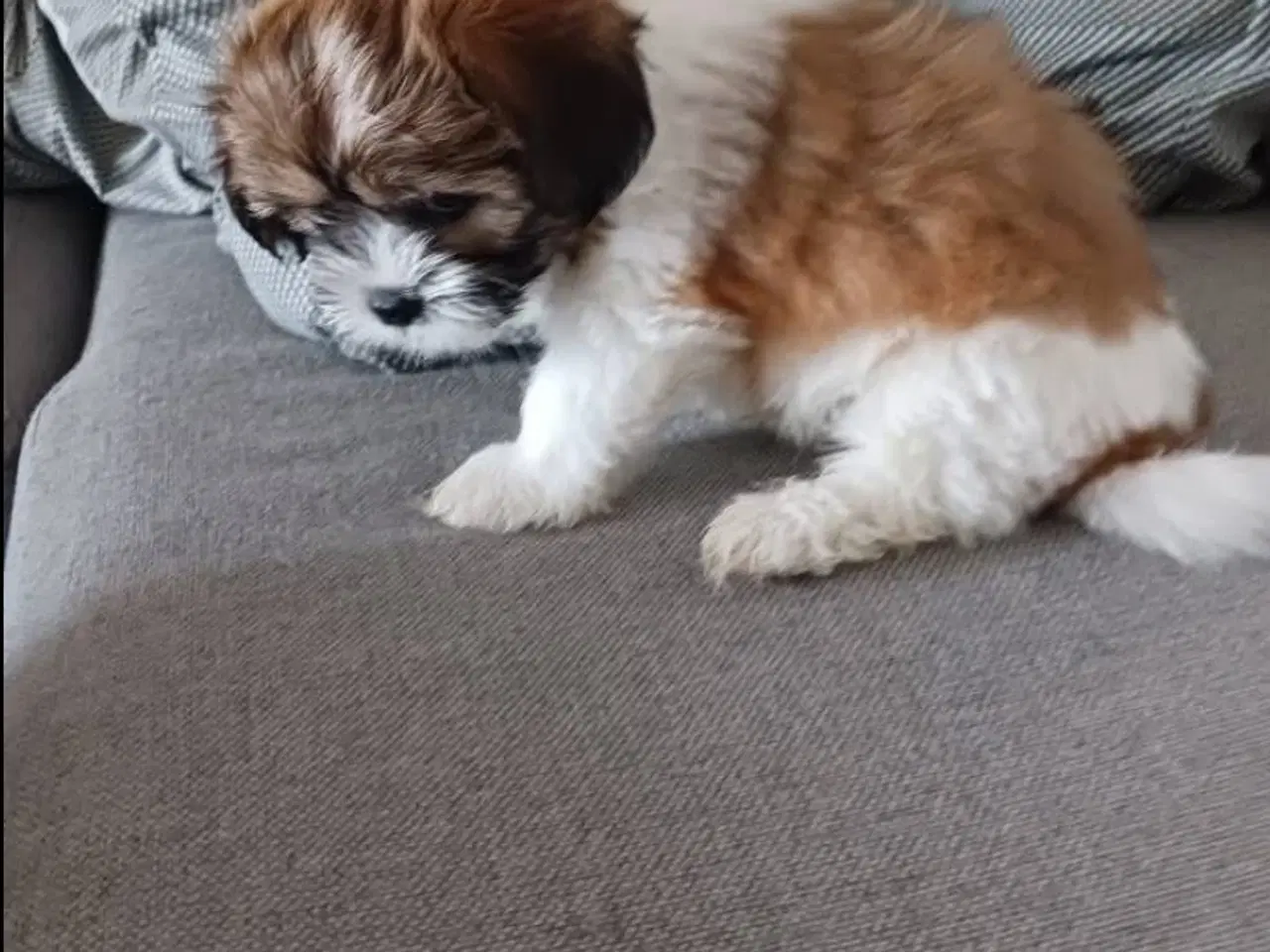 Billede 3 - Shih tzu / Lhasa apso til salg, overtagelse d.16/7