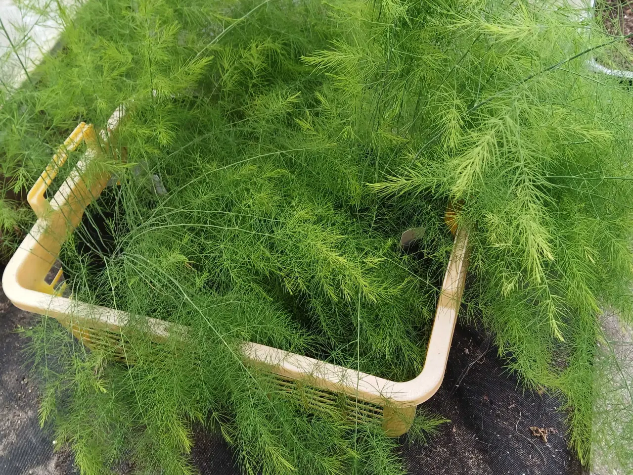 Billede 1 - Asparges planter