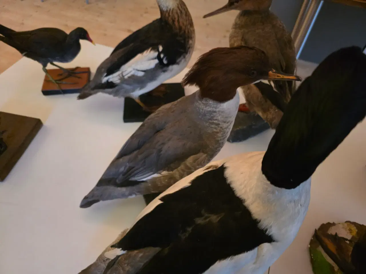 Billede 6 - Vandfugle sælges, enten samlet eller hver for sig