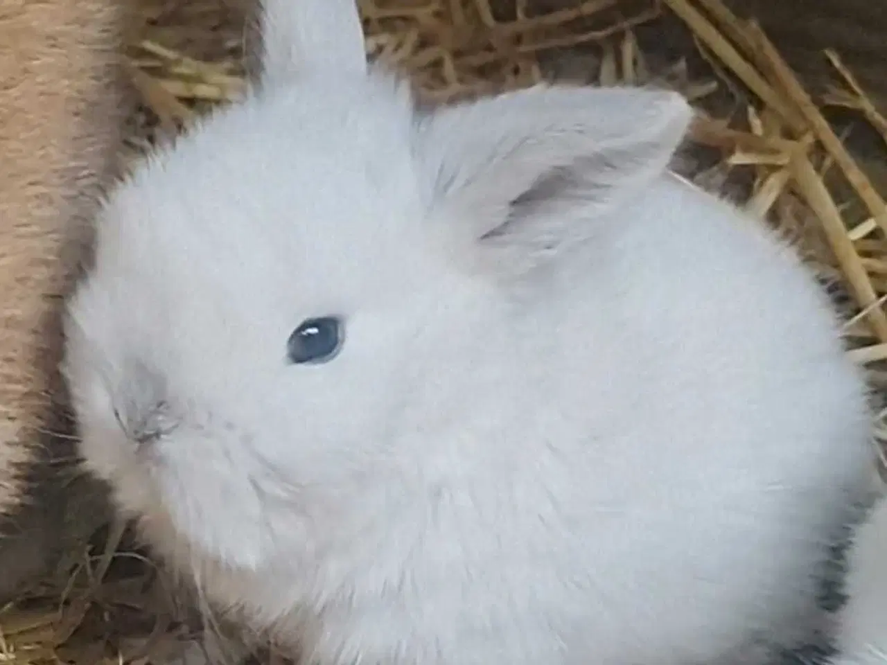 Billede 3 - Ægte Minilop han unger