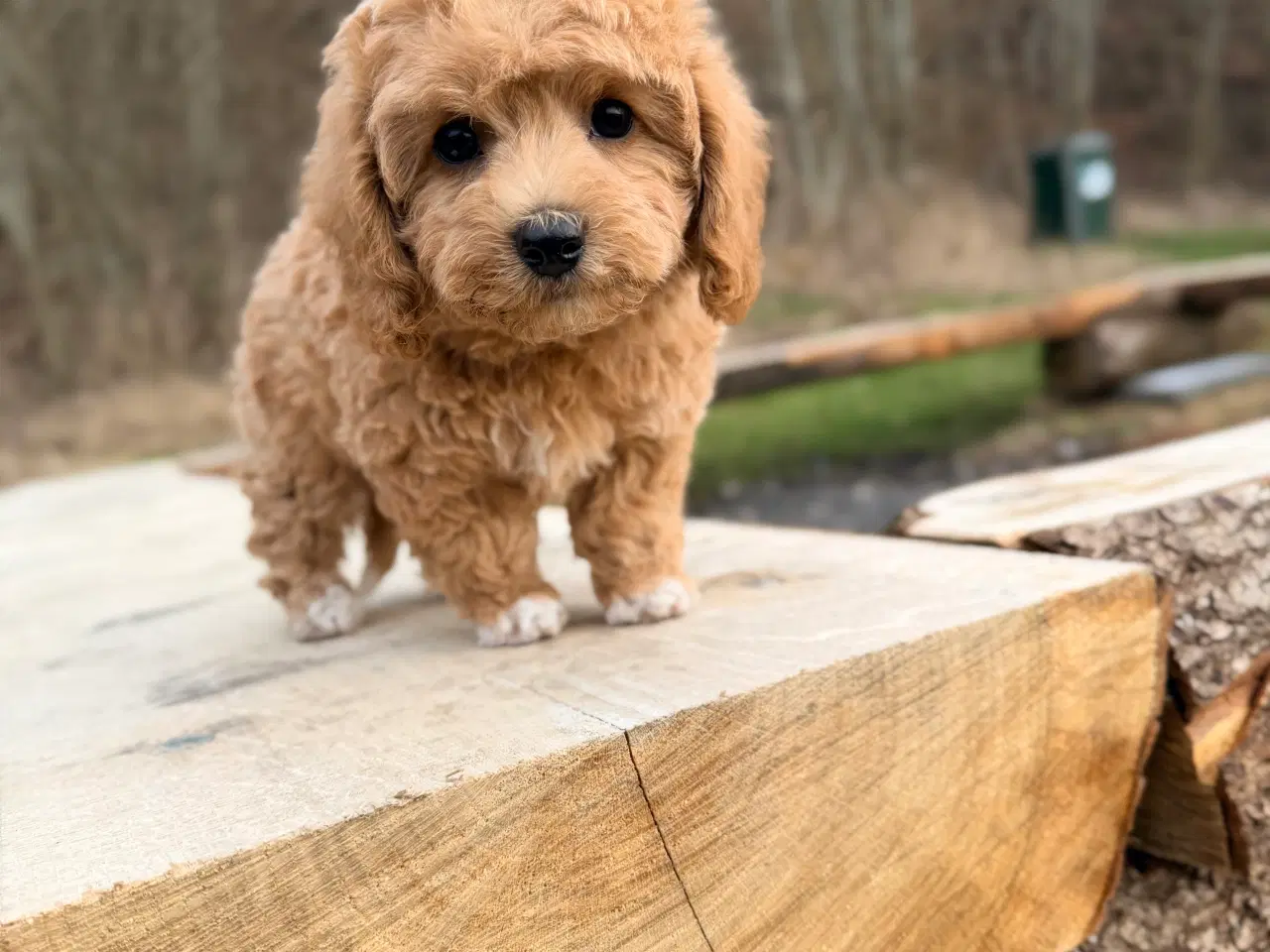 Billede 9 - Pooton dreng rejseklar nu