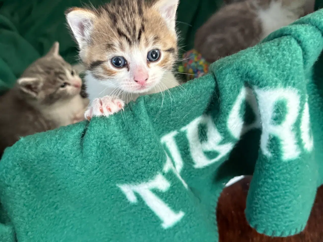 Billede 4 - Huskatte blanding norsk skovkatten 