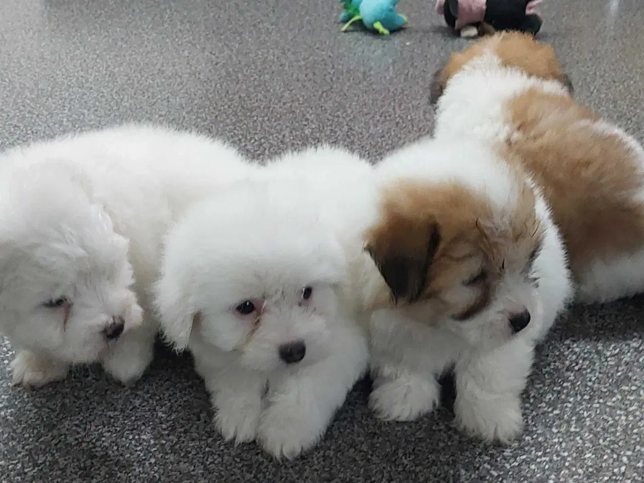 Billede 8 - Coton de tulaer