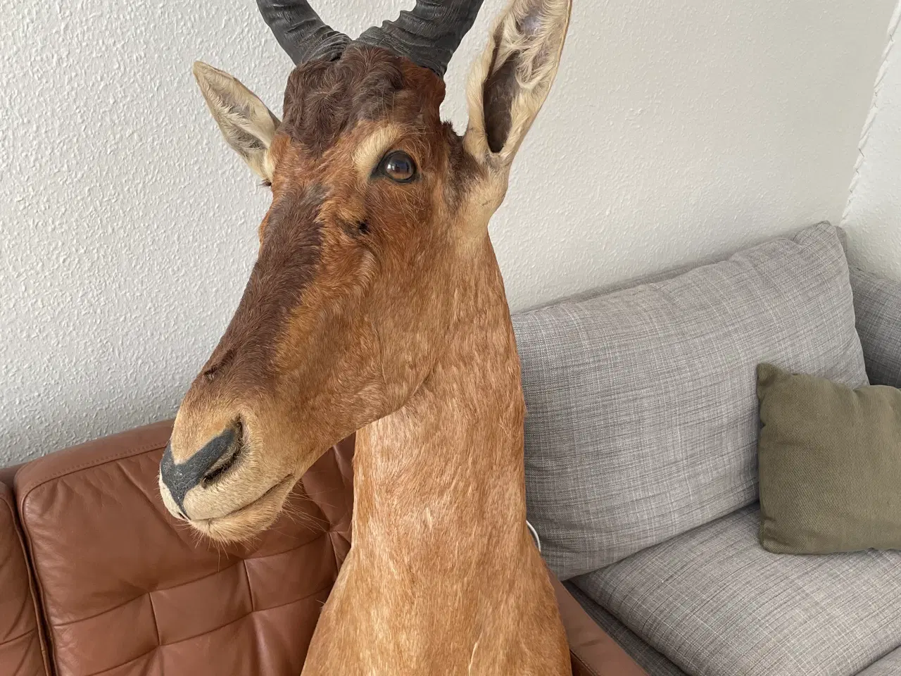 Billede 1 - Trofæ antilope 