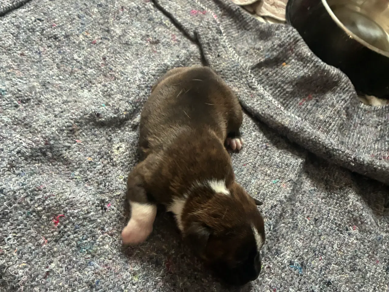 Billede 10 - 4 hvalpe staff 