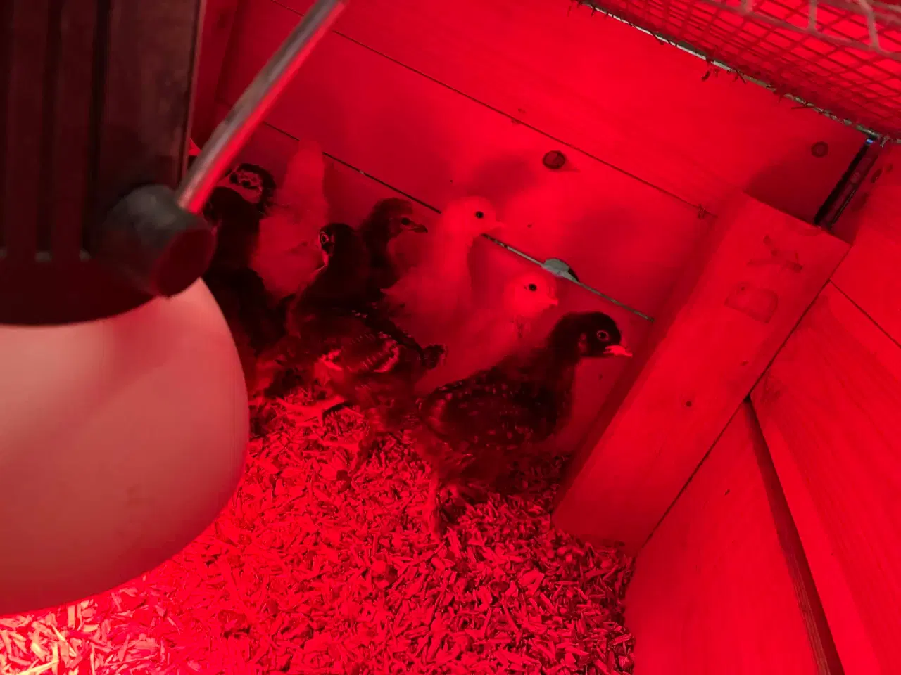 Billede 2 - Blandet kyllinger med grønlægger i 