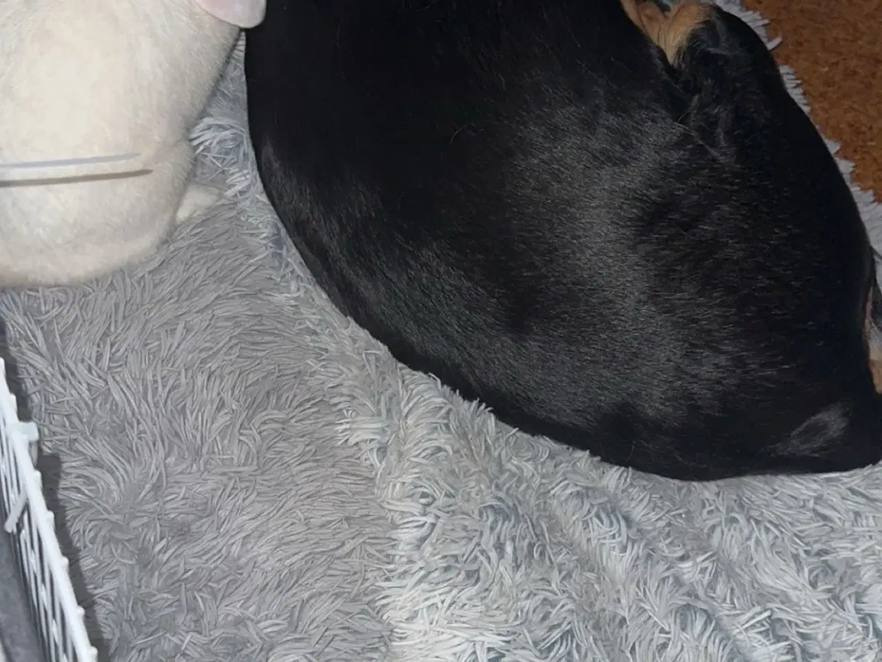 Billede 3 - Verdens sødeste kanin sælges