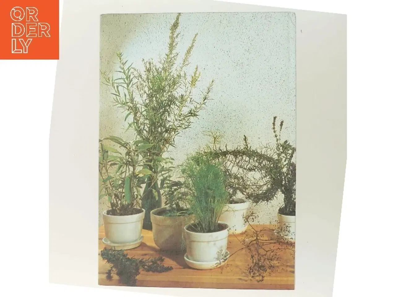 Billede 3 - Alt om stueplanter: Krydderurter af <Bogens forfattere< (Bog)