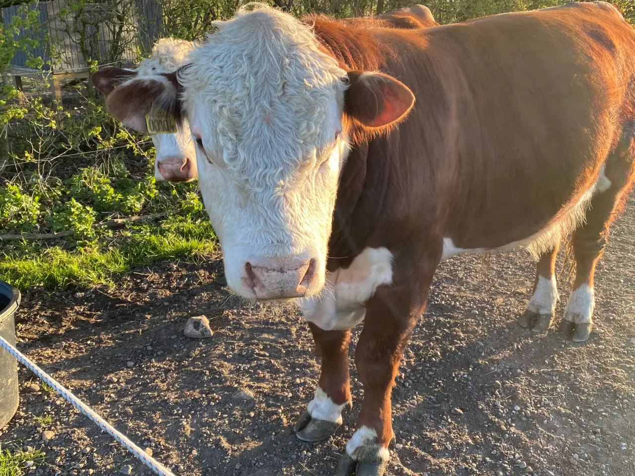 Billede 1 - Hereford tyr søger nye damer 