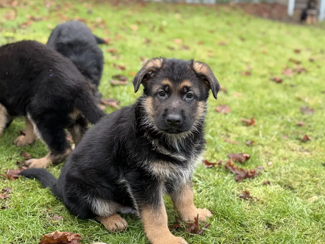 Billede 1 - Han hvalp