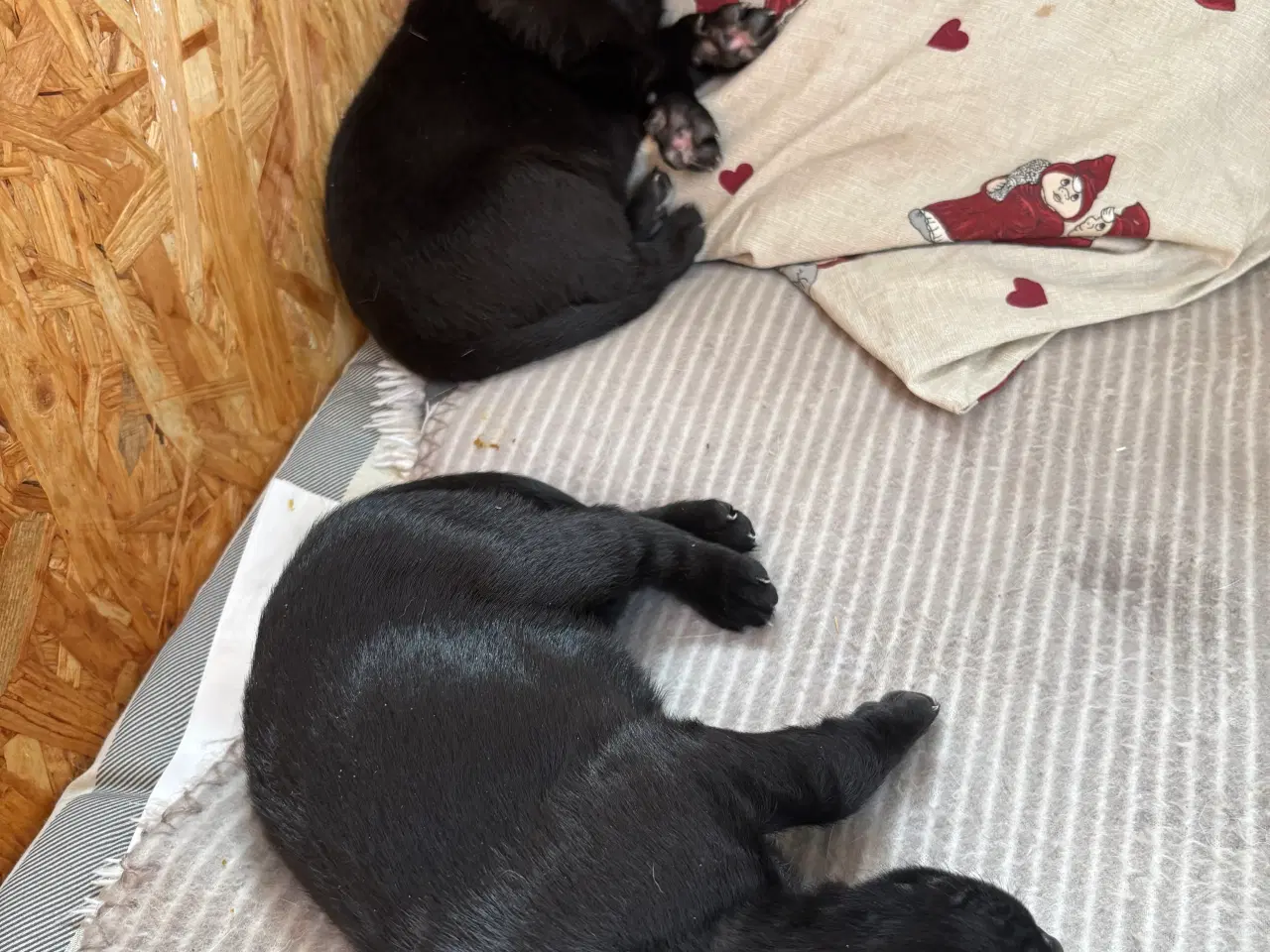 Billede 5 - Skønne labrador sælges