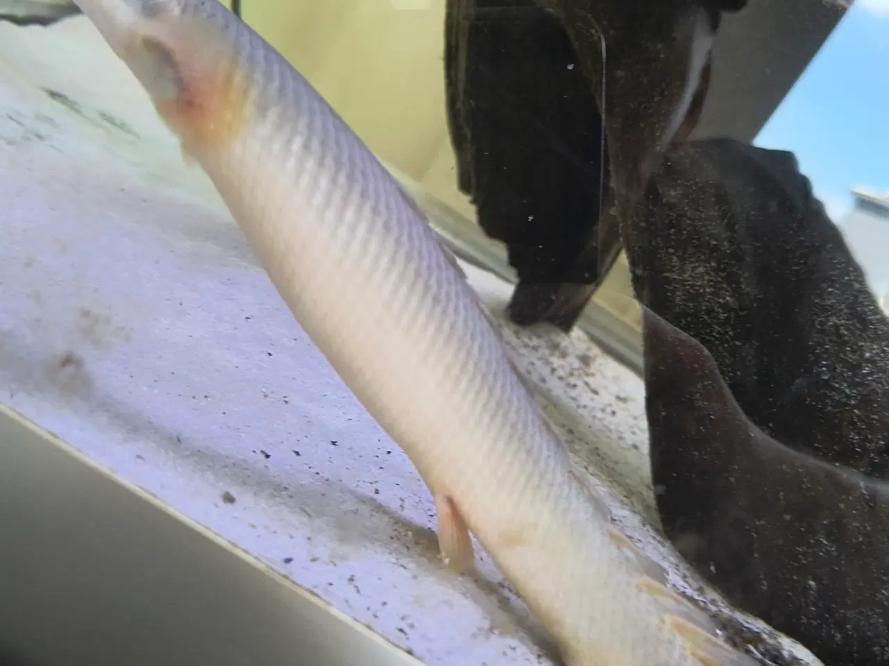 Billede 2 - Bichir