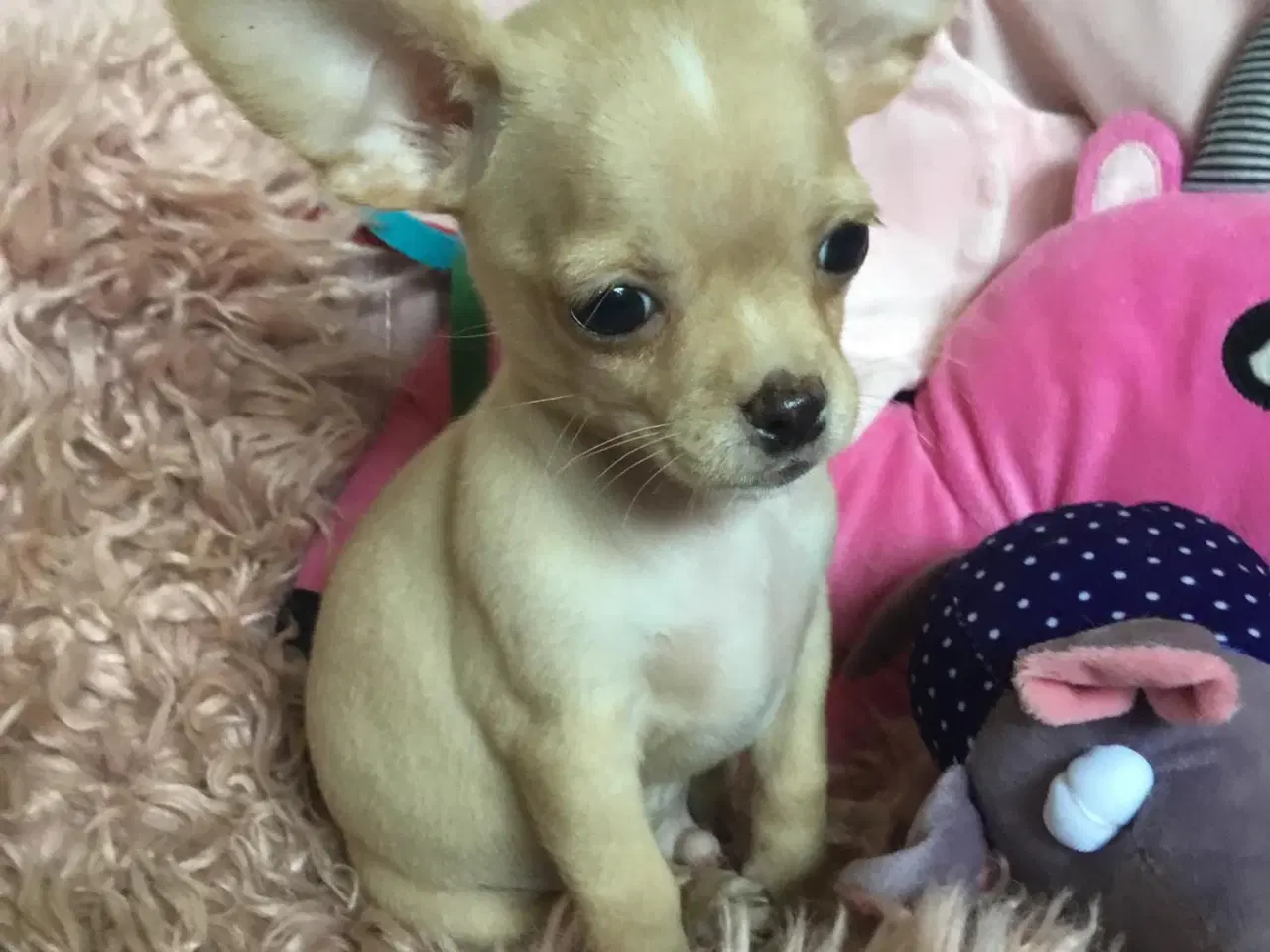 Billede 3 - Chihuahua bl.a. hvalpe