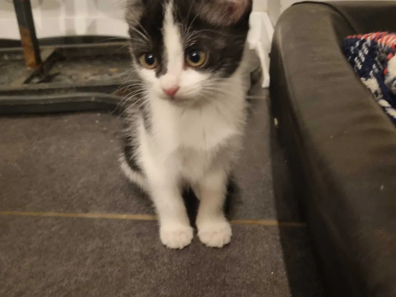 Billede 5 - Søde.killinger til salg