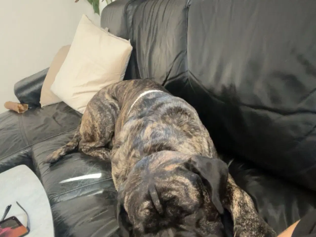 Billede 5 - Cane Corso 3 år