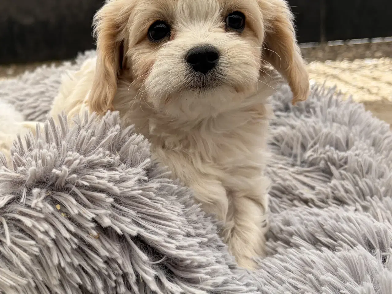 Billede 8 - De små dejligste Cavachon babyer nu!