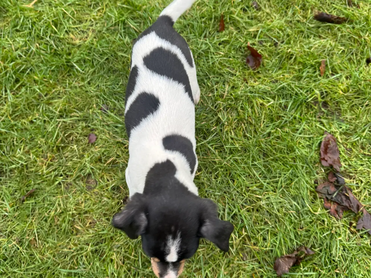 Billede 3 - Dansk/Svensk gårdhund hvalpe