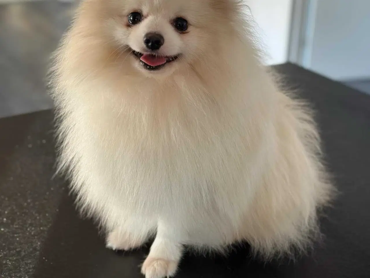 Billede 6 - Små pomeranian hvalpe 🐾
