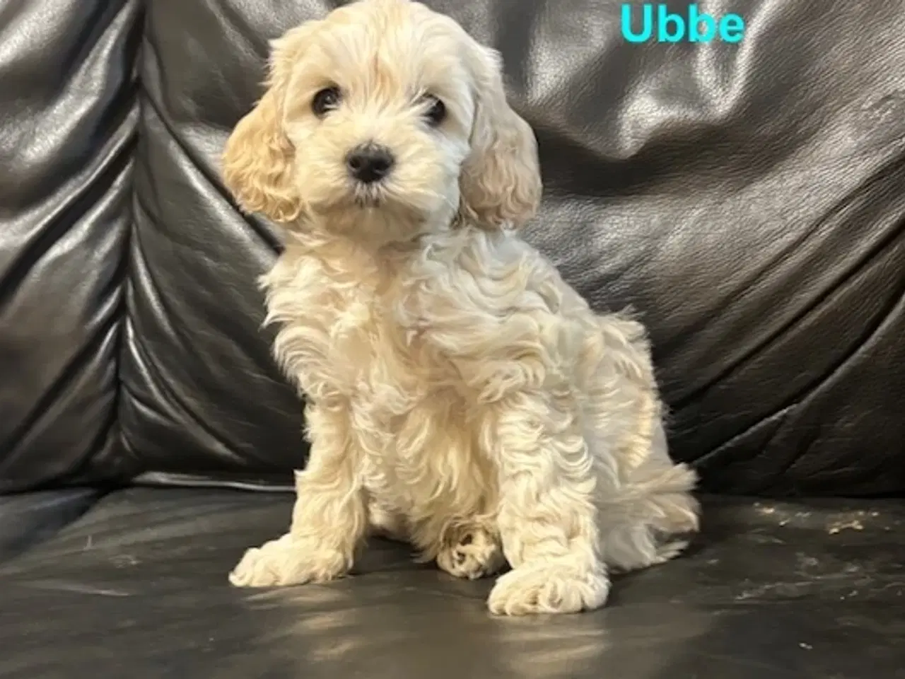 Billede 1 - Cockapoo   Hvalpe