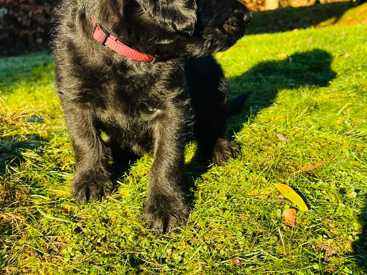 Billede 8 - Labradoodle-blandinger. 2 tæver tilbage ❤️🩷