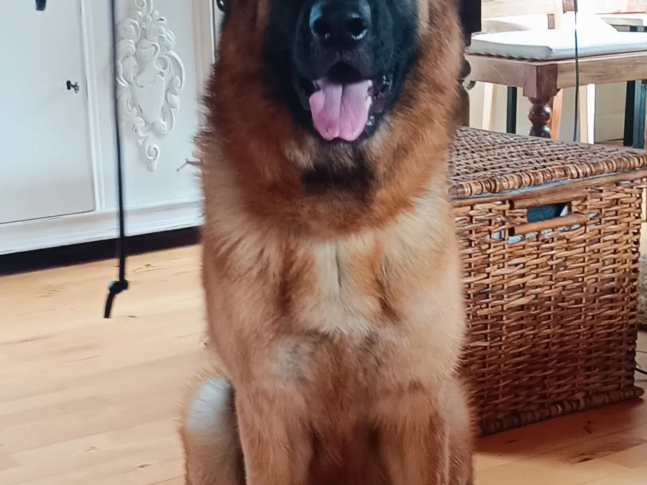 Billede 1 - Schæfer hund tæve