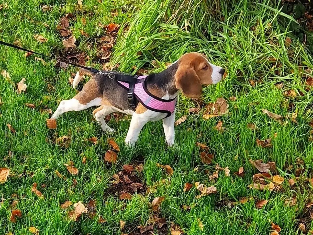 Billede 2 - Tricolor Beagle , passport , vaccins , chip 