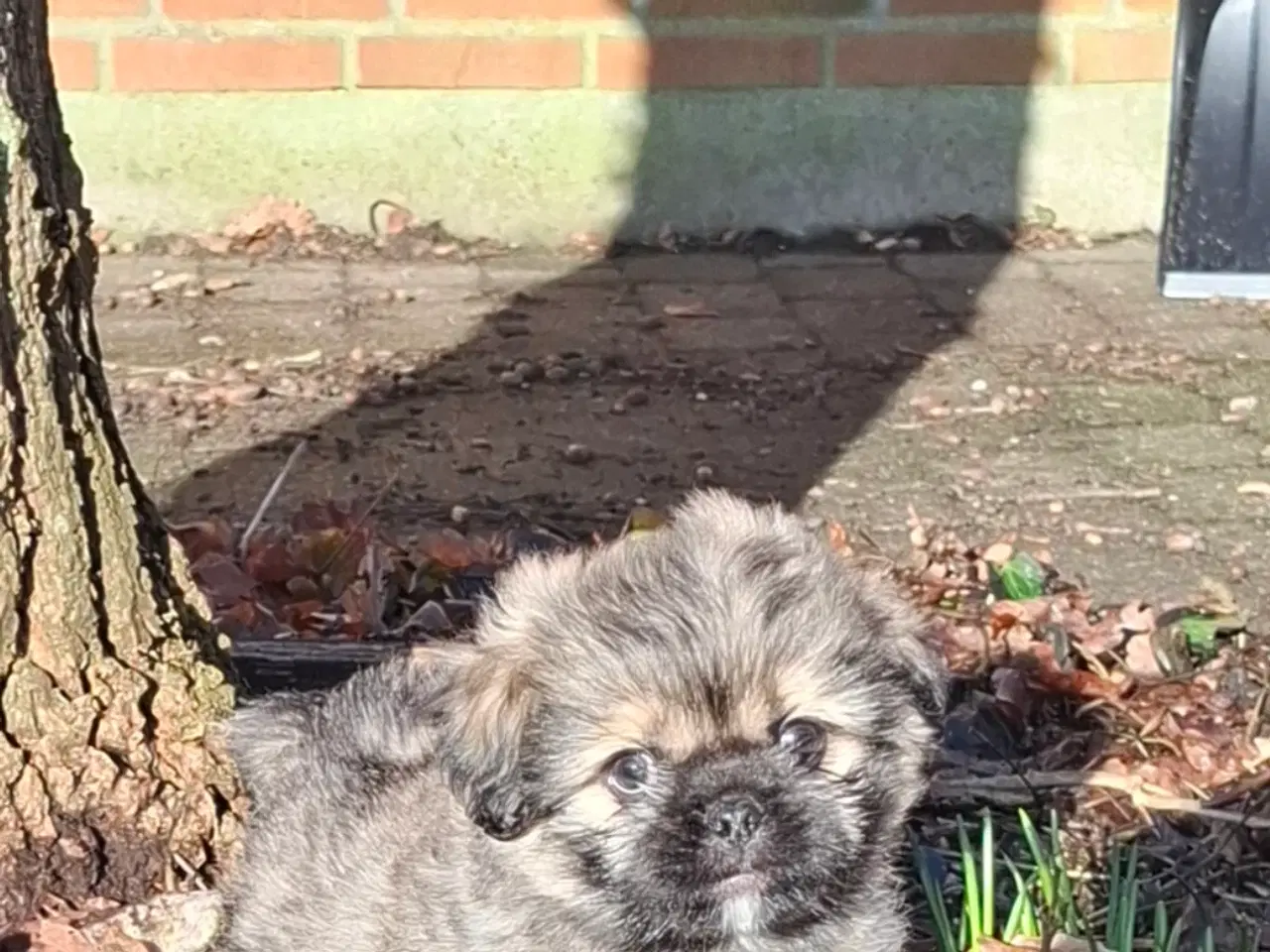 Billede 7 - Lækre uldtotter 